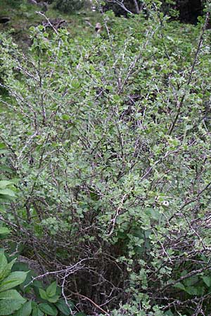 Ribes uva-crispa / Gooseberry, F Pyrenees, Eyne 25.6.2008