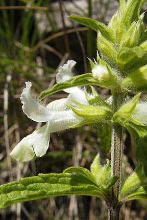 Stachys annua \ Einjhriger Ziest / Annual Yellow Woundwort, F Causse du Larzac 3.6.2009