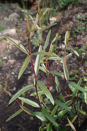 Phillyrea angustifolia \ Schmalblttrige Steinlinde / Narrow-Leaved Phillyrea, F Maures, Les Mayons 8.10.2021