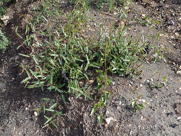 Phillyrea angustifolia \ Schmalblttrige Steinlinde, F Maures, Les Mayons 8.10.2021