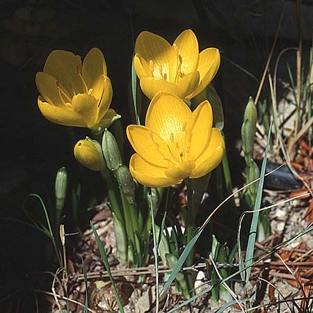 Sternbergia lutea \ Gelbe Sternbergie, Herbst-GoldbecherSternbergie, F Serignan du Comtat 19.9.1994