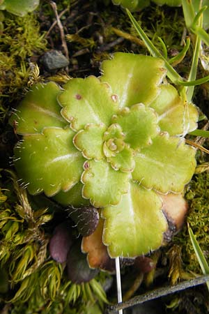 Saxifraga umbrosa / Rockfoil, F Pyrenees, Gourette 25.8.2011