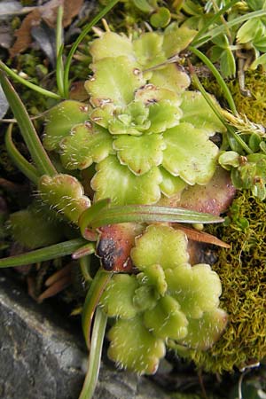 Saxifraga umbrosa / Rockfoil, F Pyrenees, Gourette 25.8.2011