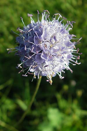 Succisa pratensis \ Teufelsabbiss / Devil's-bit Scabious, F Auvergne Donjon 27.8.2011