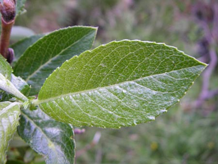 Salix foetida \ Stink-Weide, Ruch-Weide / Grayleaf Willow, F Pyrenäen/Pyrenees, Eyne 25.6.2008