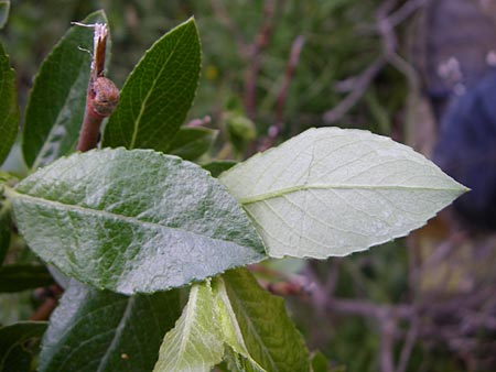 Salix foetida \ Stink-Weide, Ruch-Weide / Grayleaf Willow, F Pyrenäen/Pyrenees, Eyne 25.6.2008