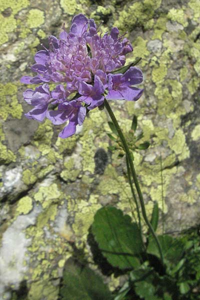 Scabiosa columbaria \ Tauben-Skabiose / Small Scabious, F Pyrenäen/Pyrenees, Eyne 9.8.2006