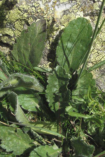 Scabiosa columbaria \ Tauben-Skabiose / Small Scabious, F Pyrenäen/Pyrenees, Eyne 9.8.2006