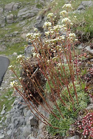 Saxifraga paniculata \ Rispen-Steinbrech, Trauben-Steinbrech / Livelong Saxifrage, F Col de la Bonette 8.7.2016