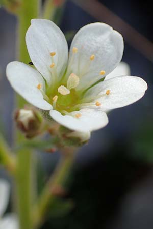 Saxifraga aquatica \ Wasser-Steinbrech, F Pyrenäen, Puigmal 1.8.2018