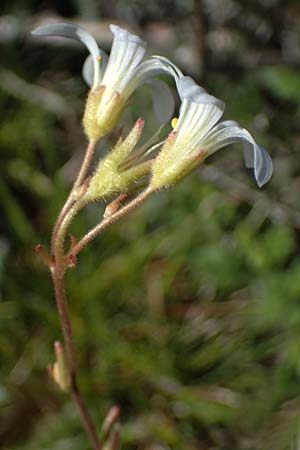 Saxifraga granulata \ Knllchen-Steinbrech, F Caussols 2.5.2023