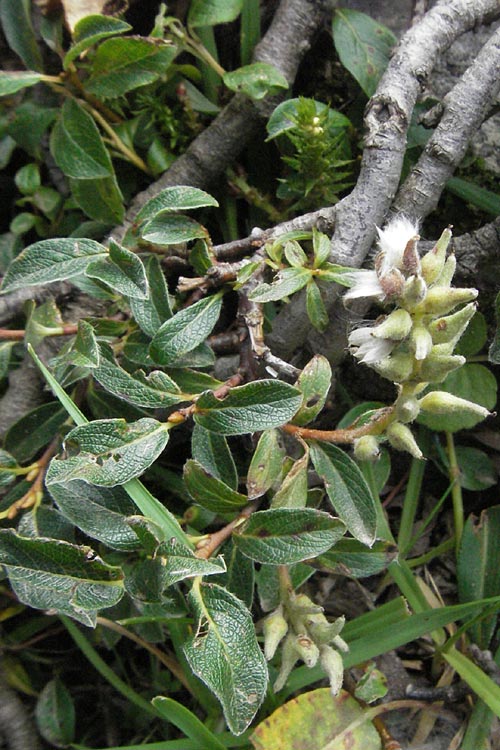 Salix pyrenaica \ Pyrenäen-Weide, F Pyrenäen, Eyne 9.8.2006