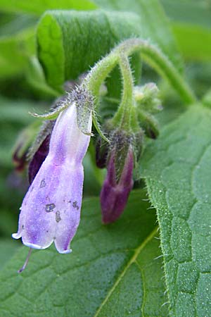 Symphytum uplandicum / Russian Comfrey, F Pyrenees, Llo 25.6.2008