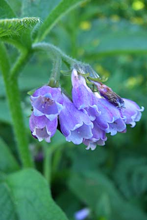 Symphytum uplandicum \ Futter-Beinwell / Russian Comfrey, F Pyrenäen/Pyrenees, Eyne 26.6.2008