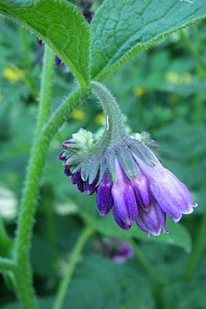 Symphytum uplandicum \ Futter-Beinwell / Russian Comfrey, F Pyrenäen/Pyrenees, Eyne 26.6.2008