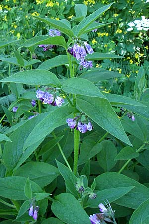 Symphytum uplandicum / Russian Comfrey, F Pyrenees, Eyne 26.6.2008