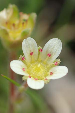 Saxifraga exarata subsp. exarata \ Furchen-Steinbrech / White Musky Saxifrage, F Col de la Bonette 8.7.2016