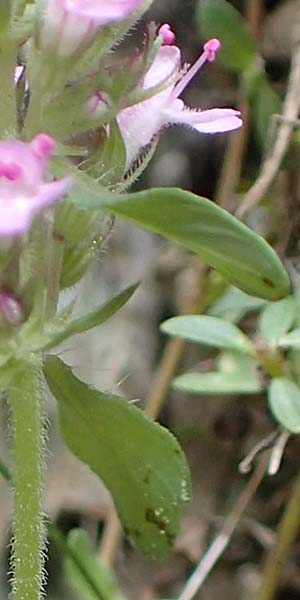 Thymus praecox \ Frhblhender Thymian, Kriech-Quendel / Mother of Thyme, F Pyrenäen/Pyrenees, Canigou 24.7.2018