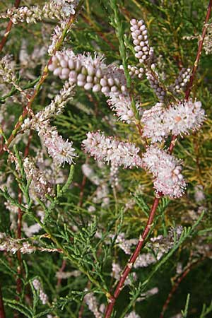 Tamarix africana \ Afrikanische Tamariske / African Tamarisk, F Toreilles 24.6.2008