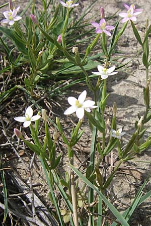 Centaurium pulchellum \ Kleines Tausendgldenkraut / Branched Centaury, F Toreilles 24.6.2008