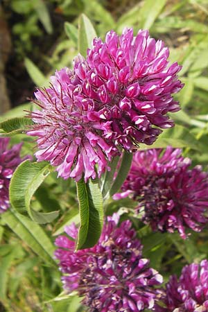 Trifolium alpestre \ Hgel-Klee, F Col de la Bonette 8.7.2016