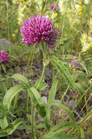 Trifolium alpestre \ Hgel-Klee, F Col de la Bonette 8.7.2016