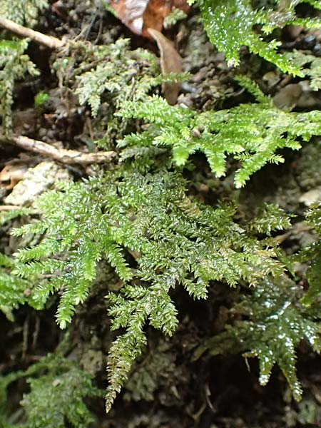 Thamnobryum alopecurum \ Echtes Bumchen-Moos, F Pyrenäen, Gorges de la Fou 10.8.2018