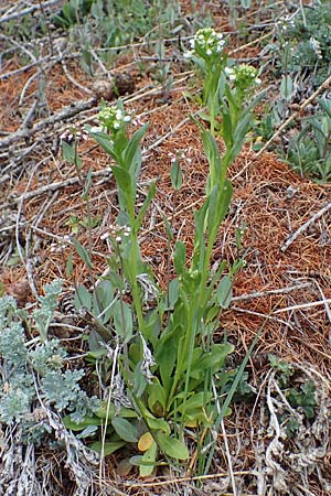 Thlaspi arvense \ Acker-Hellerkraut, Acker-Tschelkraut / Field Penny-Cress, F Chateau-de-Queyras 30.4.2023