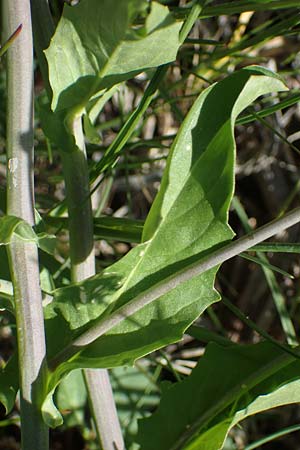 Thlaspi arvense \ Acker-Hellerkraut, Acker-Tschelkraut / Field Penny-Cress, F Saint Hubert 3.5.2023