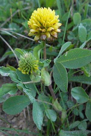 Trifolium badium \ Braun-Klee / Brown Clover, F Collet de Allevard 11.6.2006