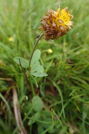 Trifolium badium / Brown Clover, F Col de la Bonette 8.7.2016