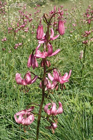 Lilium martagon \ Trkenbund-Lilie / Turkscap Lily, F Col de la Cayolle 9.7.2016