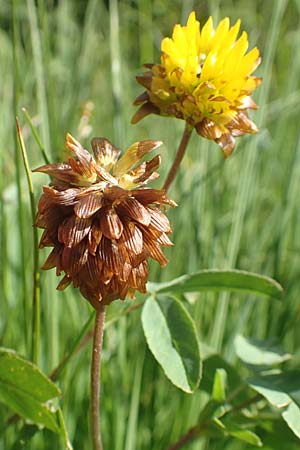 Trifolium badium / Brown Clover, F Collet de Allevard 9.7.2016