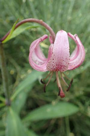 Lilium martagon \ Trkenbund-Lilie / Turkscap Lily, F Pyrenäen/Pyrenees, Canigou 24.7.2018