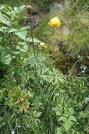 Trollius europaeus \ Trollblume, F Pyrenäen, Col de Mantet 28.7.2018