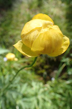 Trollius europaeus / Globe Flower, F Pyrenees, Col de Mantet 28.7.2018