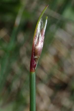 Trichophorum cespitosum subsp. cespitosum \ Gewhnliche Rasenbinse / Deer Grass, F Sisteron 4.5.2023