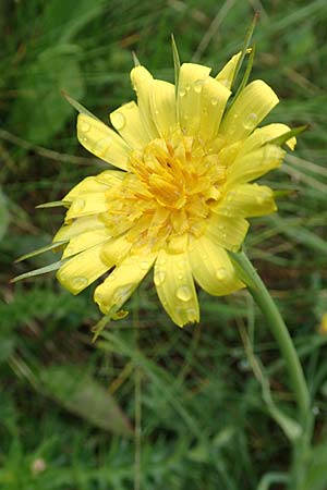 Tragopogon dubius \ Groer Bocksbart / Goat's-Beard, F Col de la Bonette 8.7.2016