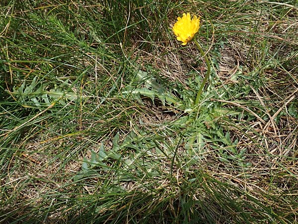 Taraxacum dissectum ? / Slashed Dandelion, F Pyrenees, Mont Llaret 31.7.2018