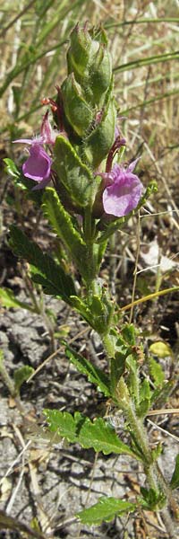 Teucrium chamaedrys \ Edel-Gamander / Wall Germander, F Rochefort-en-Valdaine 10.6.2006