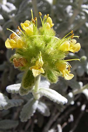 Teucrium luteum \ Gelber Gamander / Golden Germander, F Grand Canyon du Verdon 23.6.2008