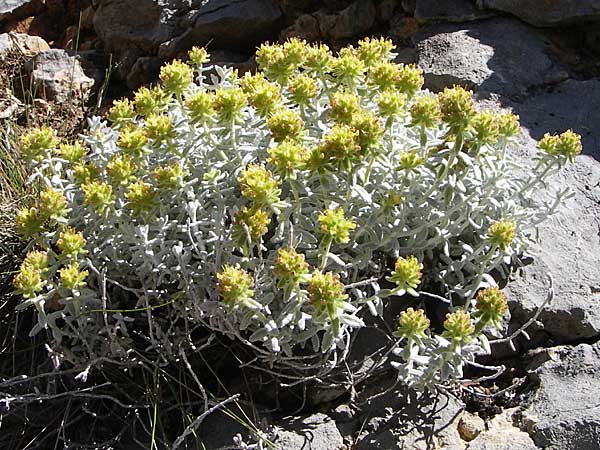 Teucrium luteum \ Gelber Gamander / Golden Germander, F Grand Canyon du Verdon 23.6.2008