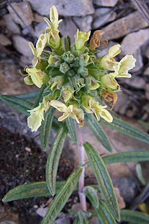 Teucrium montanum \ Berg-Gamander / Mountain Germander, F Grand Canyon du Verdon 23.6.2008