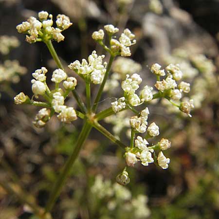 Trinia glauca \ Blaugrner Faserschirm / Honewort, F Mont Aigoual 29.5.2009