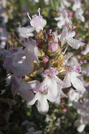 Thymus vulgaris \ Echter Thymian / Common Thyme, F Serres 12.5.2007