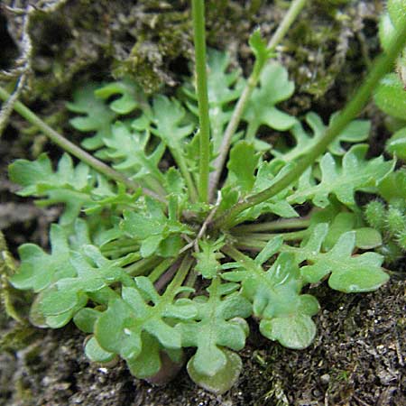 Teesdalia nudicaulis \ Kahler Bauernsenf / Shepherd's Cress, F Aubenas 16.5.2007