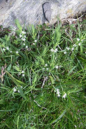 Thesium alpinum \ Alpen-Bergflachs, Alpen-Leinblatt / Alpine Bastard Toadflax, F Pyrenäen/Pyrenees, Eyne 25.6.2008