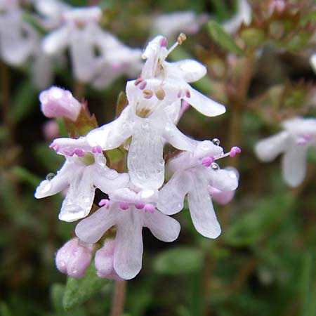 Thymus vulgaris \ Echter Thymian, F Pyrenäen, Querigut 27.6.2008