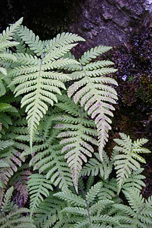 Phegopteris connectilis / Beech Fern, F Vosges, Col de la Schlucht 5.8.2008