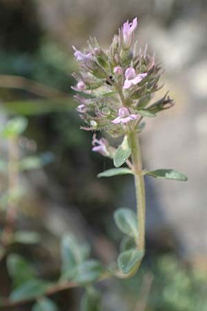 Thymus pulegioides \ Arznei-Thymian, Gemeiner Thymian, F Pyrenäen, Caranca - Schlucht 30.7.2018